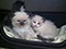 Three RagaMuffin Kittens in the dog's bed