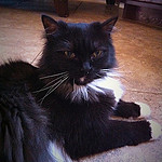 Bagheera, one of our RagaMuffin queens, lying on the floor.