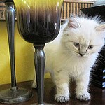 Gobi, one of our RagaMuffin Kittens, standing on a shelf