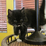 Papago, one of our previous RagaMuffin kittens, walking by a lamp